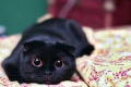 Чёрная кошка интересуется.jpg