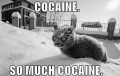 Coke cat freak.jpg